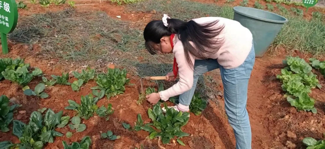 大祥区第一个学校劳动教学实践基地开营(图4)