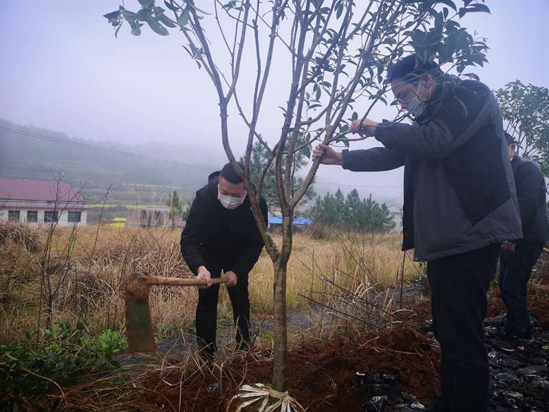 大祥区委政法委机关干部到菜塘村开展义务植树活动(图3)