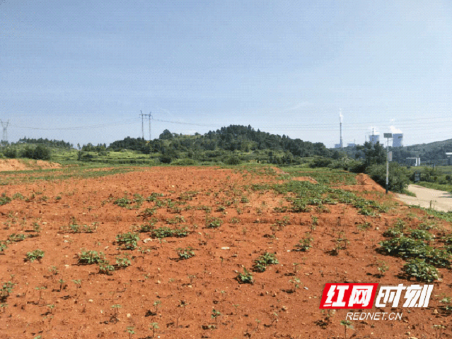 大祥区：重拳整治违法用地行为(图2)