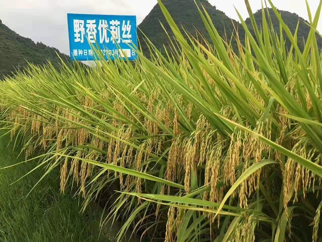 “省级美丽乡村建设示范县”大祥区又拿奖了，邵阳市唯一(图4)