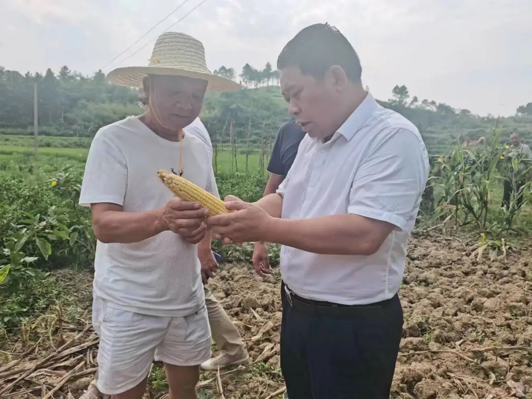 加大力度,加快速度,加紧进度 坚决扛起粮食安全的政治责任——王俊深入基层督导抛荒整治、晚稻生产工作(图3)