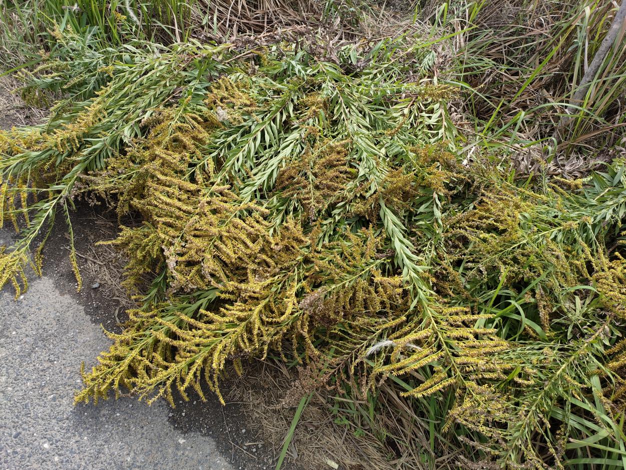 雨溪街道开展“加拿大一枝黄花”清理工作(图2)