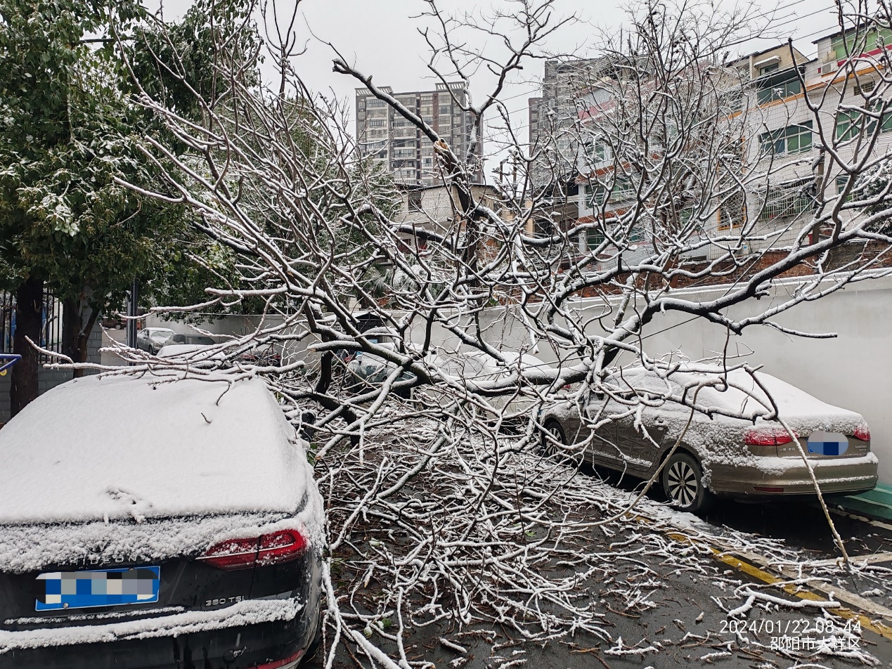 大祥区翠园街道： 雪压树倒存隐患，及时清理解民忧(图1)